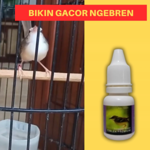 Doping Vitamin Burung Ciblek Premium Nembak Gacor Ngebren Bongkar Isian