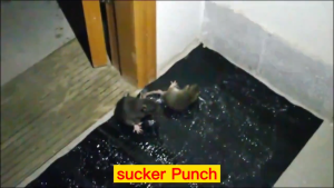 🔥cannot escape🔥Rat Trap Glue Board Sticky Large Super Strong Mouse Sticky Mouse & Rat Trap Glue Board Sticky Mouse Board Mouse Glue Trap Mouse Sticky Board Bait Traps