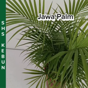 Pokok Palm Jawa Palm Bambo Pokok Hiasan Java Live Plant Indoor Plant SHS Kebun