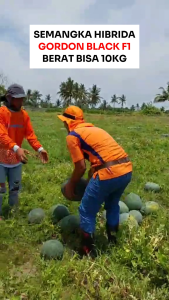 Benih Semangka Kuning GORDON BLACK F1 35 Seed Cap Bunga Matahari Berat Bisa 10 kg