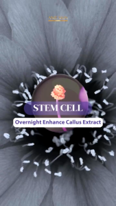 Skincare Anie Skin Stem Cell Series 1 set Facial Wash Toner Serum Day Cream & Night Cream