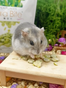 đậu ván Jolly dành cho mọi thú cưng ( hamster/ thỏ/ bọ/ sóc/ gerbil/ fat tail....) - T3 PETS SHOP