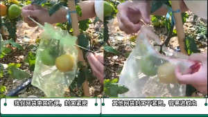 100PCS Brongsong Buah / Fruit Cover Net Jaring /Kantong Jaring Pembungkus Buah Pembungkus Buah Anggur /Pembungkus Buah /Fruit Cover Anti Serangga