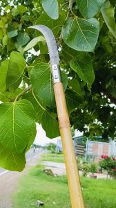 Cây cu liêm lưỡi liềm hái trái giật cành cây trên cao cán siêu dài vật tư nông nghiệp chuyên dụng