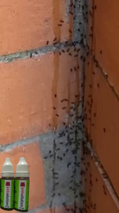 UBAT SEMUT LIPAS BIO TERMITE ANT/COCKROACH SOLUTION PEST CONTROL READY STOCK