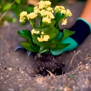 Sarung Tangan Berkebun Gardening Glove Latex Glove Claws Hand Protective Fingertips Digging Claw