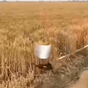 Rice Wheat Harvester Attachment for 2-stroke & 4-stroke Gasoline Grass Cutter / Brushcutter (TD40 GX35 EC04 CG411 NB411 etc.) Grass Cutter Paddy Collector Cutting