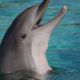 Dolphinjumping