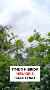 Benih Unggul Timun Hibrida NEW ORIS 10 gram Cap Bunga Matahari Buah Lebat