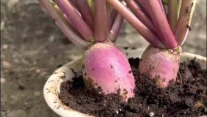 Hạt Giống Củ Cải Đỏ Dài mini dể trồng-gói 5gram(tặng kèm phân bón)