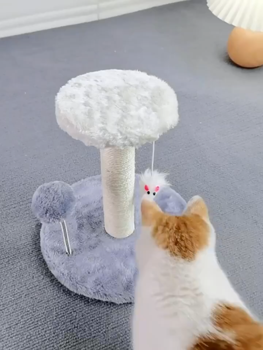 Cakaran Kucing Cat Scratcher Mainan Garukan Kucing Cat Scratcher