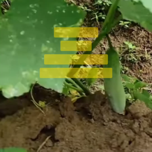 Benih Timun Mentimun BENLEBAT Isi 20 gram Benih Bintang Asia