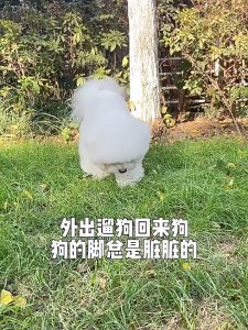 SP94 รองเท้าสุนัข รองเท้ากระดาษใส่แล้วทิ้ง รองเท้ากันเปื้อนสัตว์เลี้ยง ถุงเท้ากระดาษ ระบายอากาศได้ดี ใช้งานสะดวก