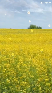 เดอเอ้ บลู ไดมอนด์ แป้งพัฟคุมมัน กันแดด กันแก่  (ผิวขาวเหลือง-ผิวสองสี)