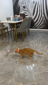 😻ของเล่น ของเล่นแมว ไม้ตกแมว ไม้ล่อแมว ปลอกคอแมว ของเล่นล่อแมว ขนนก แบบปุ่มดูดสุญญากาศ ไม้ตกแมว ไม้แหย่แมว สําหรับแมว