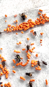 Stark Fly Killing Bait: Effective Insect Bait for Outdoor Use