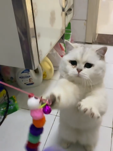 Cần Câu mèo Đính Đồ Chơi Kèm Chuông và Lông Vũ - Đồ chơi cho chó mèo