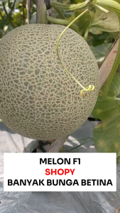 Benih Tanaman Melon F1 SHOPY 8 Biji
