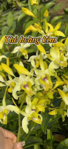 Hoa lan thỏ vàng xeka