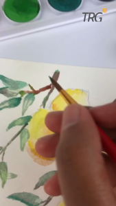 TRG Watercolor Cake Set WCC-57 12 24 36 48 Warna - Solid Water Color Cakes Cat Air Watercolour TRG