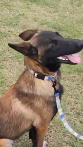 Vòng cổ cho chó mèo hoạ tiết in chuyển nhiệt - Love Pets Shop