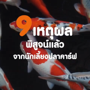 🔰 โปร 1กก. หนึ่งใน ถุง หรือ การแถมถุงเล็ก Sakura Koi การกดเลือด 2in1 ร่งโต เร่งสี 2.2 kg