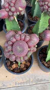 sulcorebutia ซันโครีบูเทียสตอเบอร์รี่ ชันโคม่วงสีสวยมากๆ  ไม้กราฟบนตอสามเหลี่ยม ขนาดหัวไม้ 8-10 เช็นต์    หัวโตๆหน่อดกๆ ส่งแบบเคาะดิน