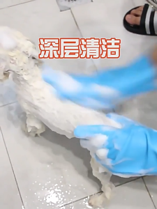Pet Grooming Cleaning Gloves Bathing Scrubber Magic Silicone Hair Removal Gloves Dog shower gloves