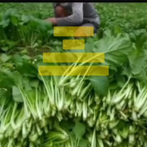 Benih Caisim PUTERI Isi 2 Gram: Panduan Lengkap