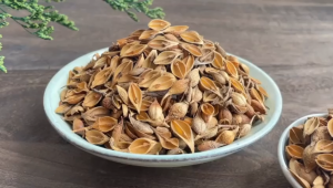 Loherbs Fructus Forsythiae