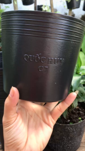 Chậu C7 trồng cây ươm cây gieo hạt trồng rau trồng hoa