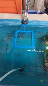 ที่กั้นอาหารปลา ที่ให้อาหารปลา ห่วงให้อาหารปลา ที่กักอาหารปลา ใช้สำหรับควบคุมพื้นที่ในการให้อาหารปลา