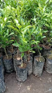 Bibit Jeruk Nipis Super Unggul: Manfaat & Cara Tumbuhkan
