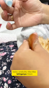 Obat Tetes Telinga Kucing Membersihkan Telinga Kitten dari Kutu Tungau Congek Gatal Jamur 10ml