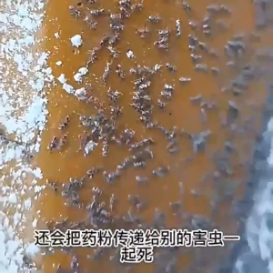 Verve Termite killer Anai killer Racun anai anai dalam rumah Termite baiting system 80g Infect death destroy the whole colony of termites