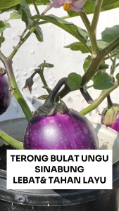 Benih Terong SINABUNG 10 Gram Asli Cap TIGA DAUN Buah Lebat & Tahan Layu
