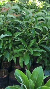 Bibit Alpukat Miki Super Unggul Termurah