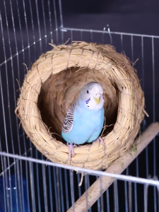 บ้านนก บ้านนกแก้ว รังนก รังฟาง รังนกหญ้า บ้านชูก้าร์ บ้านหนู บ้านหญ้านก บ้านไก่รูติน หญ้าธรรมชาติ บ้านสัตว์เล็ก