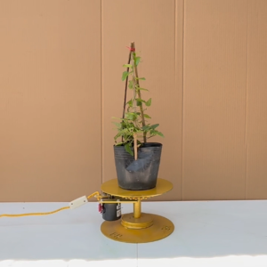 Cây Sương Sâm Trơn - Cây Làm Thạch Sương Sâm Ăn Giải Nhiệt