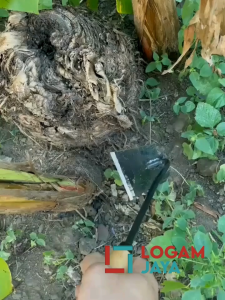 Cangkul Kecil Bahan Gergaji Selendang Tajam & Cangkul Mini Bahan Baja Serbaguna