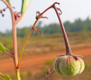 โลดทะนงแดง พร้อมปลูกในถึงดำ
