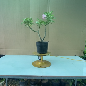 Cây Hoa Sứ Kỳ Duyên - Cây Cảnh Văn Phòng