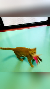 ELFtmall ปลอกคอล่อแมว ไม้แมวตลก ของเล่นเเมว ปลอกคอไม้ล่อแมว อเนกประสงค์ ไม้ตกเเมว ไม้ล่อแมว ซิลิโคนนิ่ม ลวดสลิง สวมใส่สบาย ปรับขนาดปลอกคอได้