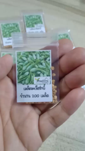 200 เมล็ด มะเขือคางกบรักบี้ เมล็ดมะเขือคางกบรักบี้ เมล็ดมะเขือรักบี้ มะเขือรักบี้ มะเขือเปราะรักบี้ มะเขือคางกบ เมล็ดมะเขือ