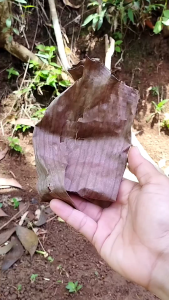1kg Daun+pelapah pisang kering/ Daun pisang kararas