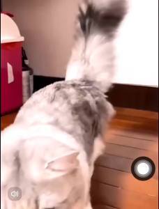 宠物自由出入门猫门狗门猫咪小狗通用双向进出卧室门自动关门神器Pintu akses percuma haiwan peliharaan pintu kucing pintu dua hala penutup pintu automatik