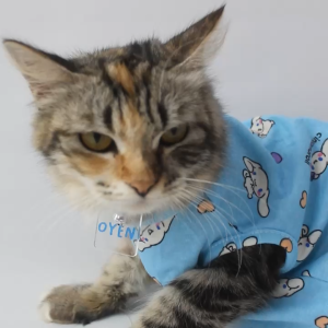 Kalung Kucing Custom Nama Lonceng Keren – Dotty Cat Necklace