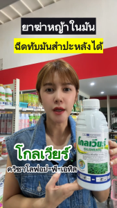 (โปร1แถม1)  โกลเวียร์ (ควิซาโลฟอป-พี-เอทิล) เคลียร์หญ้า ฉีดทับมันสำปะหลังได้ ใบแคบเอาอยู่ ปลอดภัยต่อมัน ฉีดทับได้ทั้งมันและแปลงผัก (1 ลิตร)