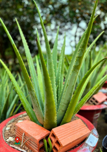 [SHIP TÁCH CÂY RA KHỎI CHẬU] Combo 10 Cây Nha Đam giống Mỹ cao từ 12-15cm/1 cây cây cho bẹ to nở bụi đẹp cho năng suất cao sau 09 Tháng là có thể thu hoạch.