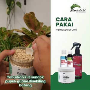 Paket secret garden of umi solusi Aglonema sehat dan subur by Planteria.id